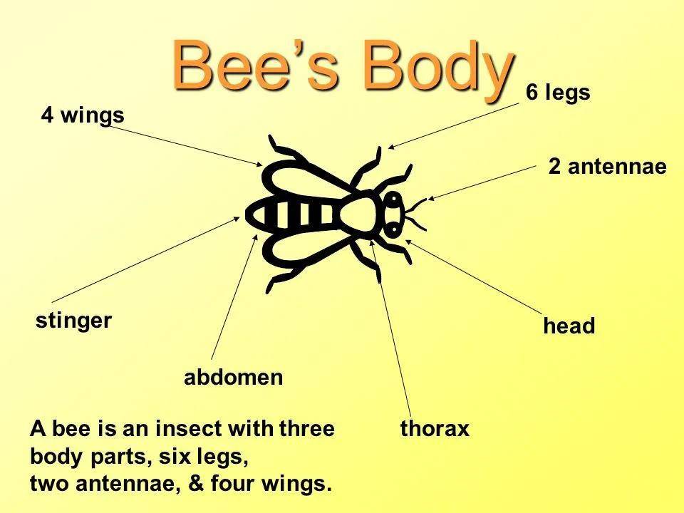 伴读razaa试听课oneinsect