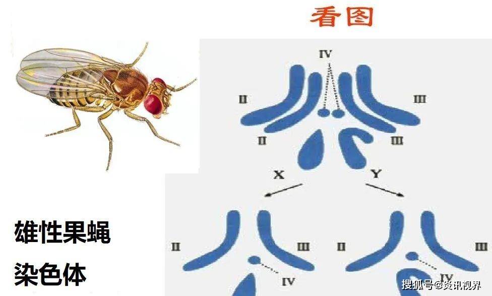 nguyen和doris bachtrog發現,在年輕的雄性果蠅的細胞中,遺傳細胞中的