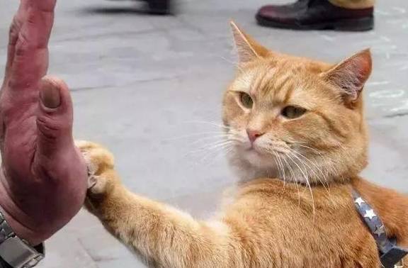 怎么样才可以让猫咪和人击掌 f64ac3701469434b9995ae3430aeb6d9.jpeg