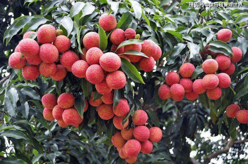 芒果:主产区海南,广东雷州半岛,广西,四川攀枝花.