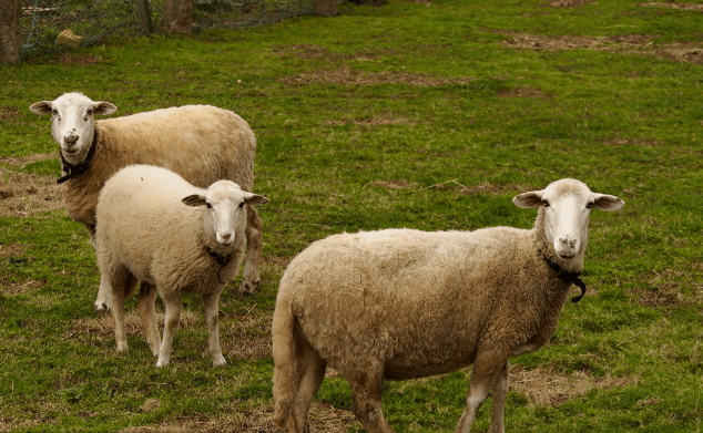 大师为你算了一卦:属羊人,"住在什么楼层"最吉利?_好运_成功_吉签