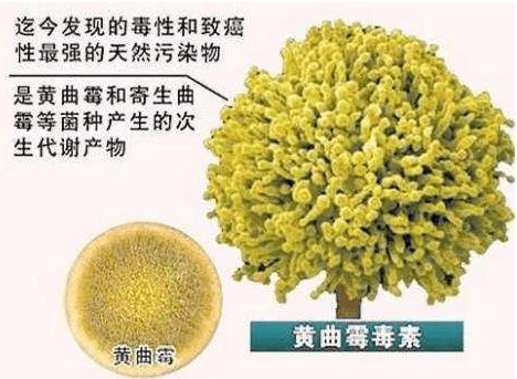 坚果是蛋白质还是碳水化合物 26bf20ddc5db4eb48da2401b2a06c375.png