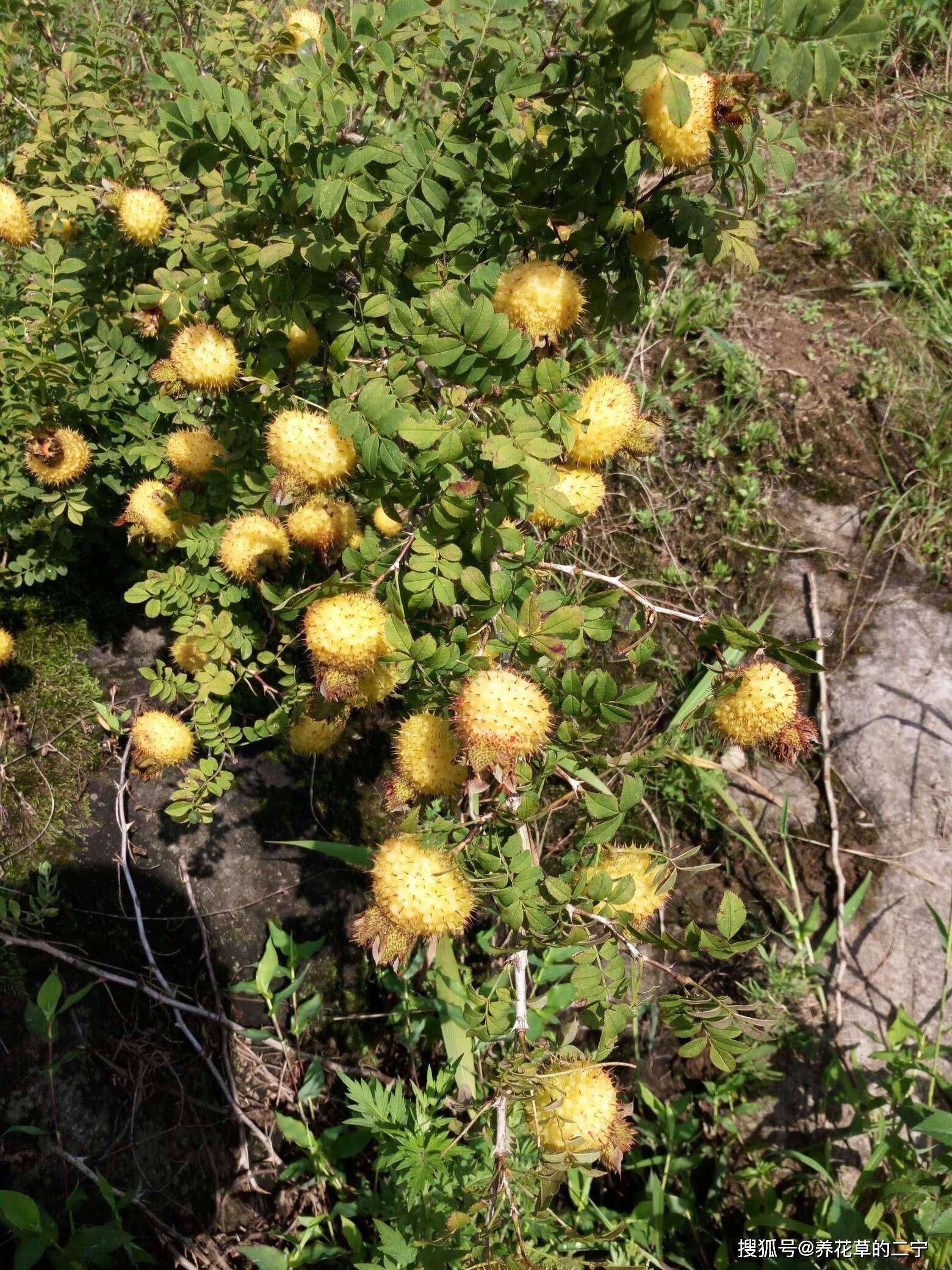 科普一下,满是回忆_小野果_龙葵_味道