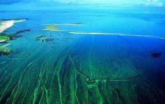 马尾藻海为何被称为“海上坟墓”？它真的如传言中有神奇魔力吗？