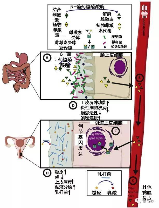 肠道|肠漏，你必须知道的热知识（三）