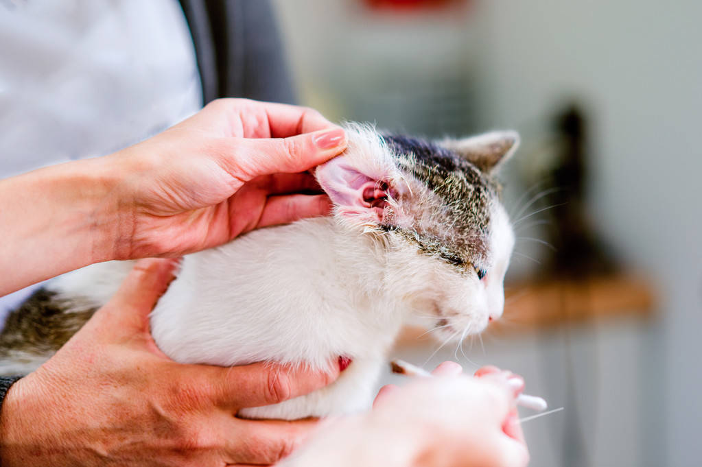 辟谣所有的猫咪都有耳螨猫咪遗传病里面并没有耳痒螨这种疾病