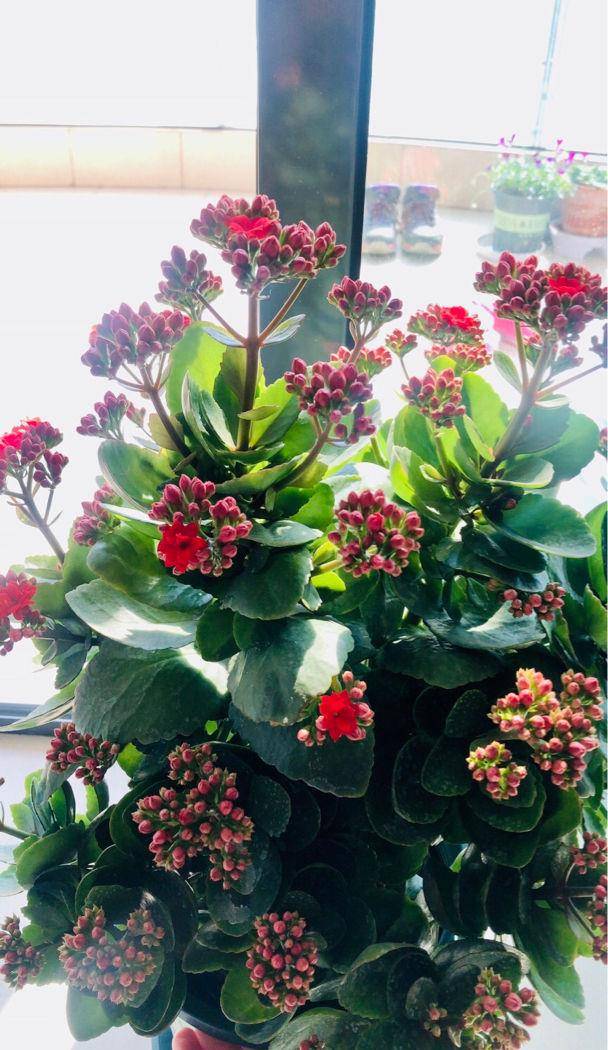 几月份扦插长寿花最容易成活 65289d9a02854a32aa00d089e52861bd.jpeg