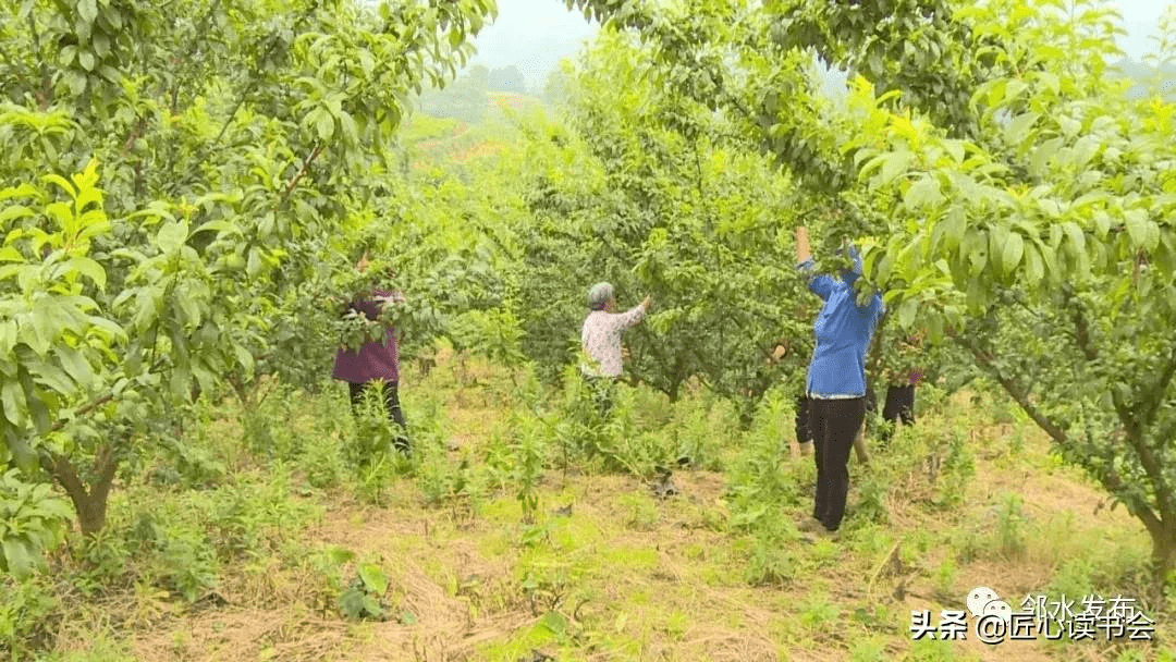 石滓鎮花房村蜜冠李園區● 百香果 ●走進鄰水縣興仁鎮護鄰百香果基地