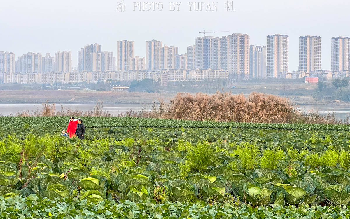 中国|重庆潼南蔬菜公园，中国最接地气的公园，与大佛寺与双江古镇相邻