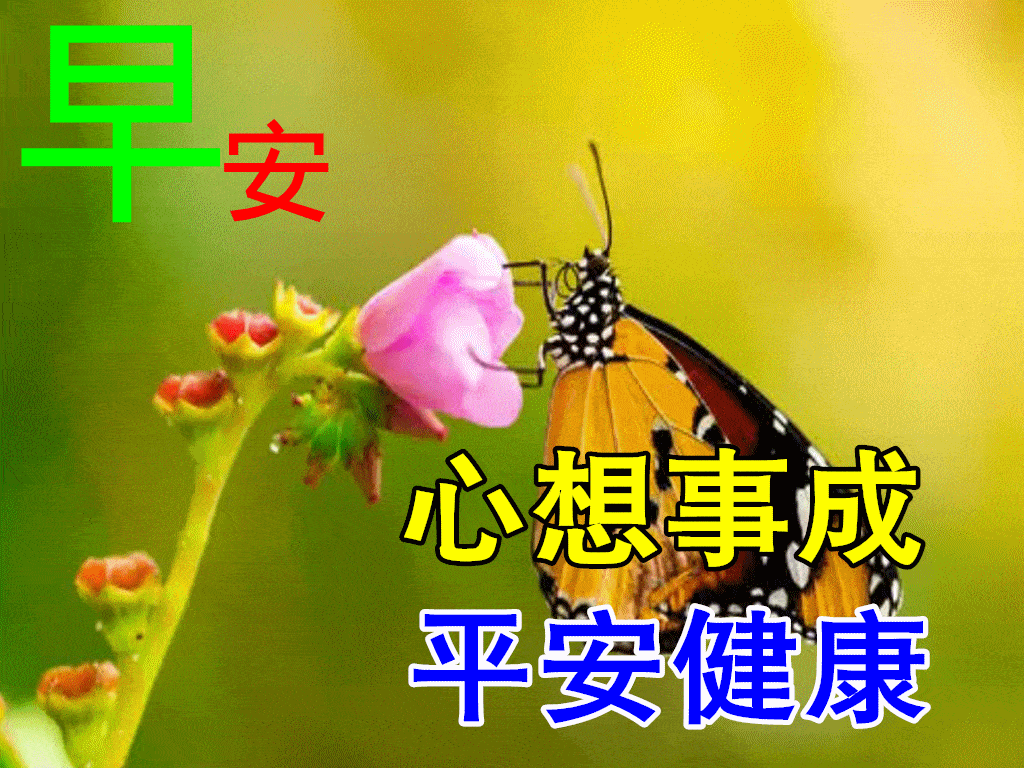 8张特别漂亮冬日风景早上好图片鲜花带字免打字聊天的早安问候动态