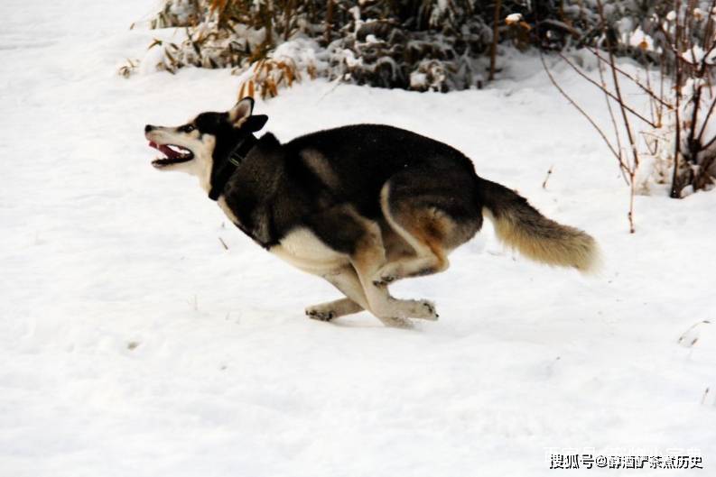 1200年前廣東罕見下雪狗狗狂吠亂奔