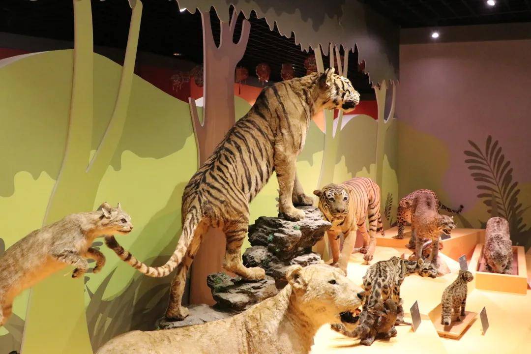 虎在博物馆一些虎头虎脑的展览上