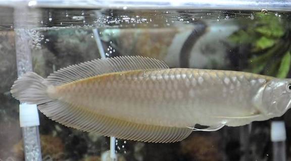 小鱼怎么养在鱼缸里 40299f53a89843108e9026ac48ecfead.jpeg