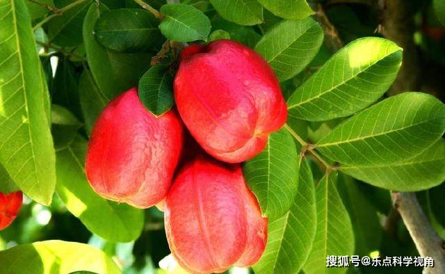 世界上还有什么水果 3def0dc2ca8943d5b64e855014eb7d68.jpeg