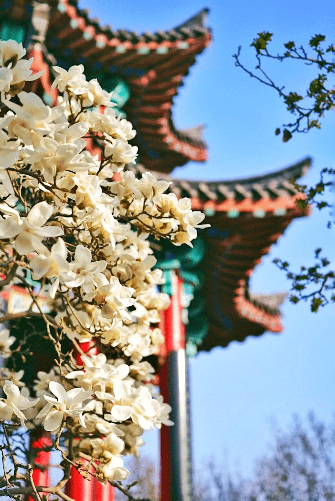 济南|迎春花、梅花悄悄开啦！济南上半年花期预告，赶紧收藏！