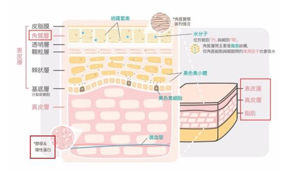 表皮层美巢BI-SU燕窝精华焕彩保湿面霜 打造水润健康肌