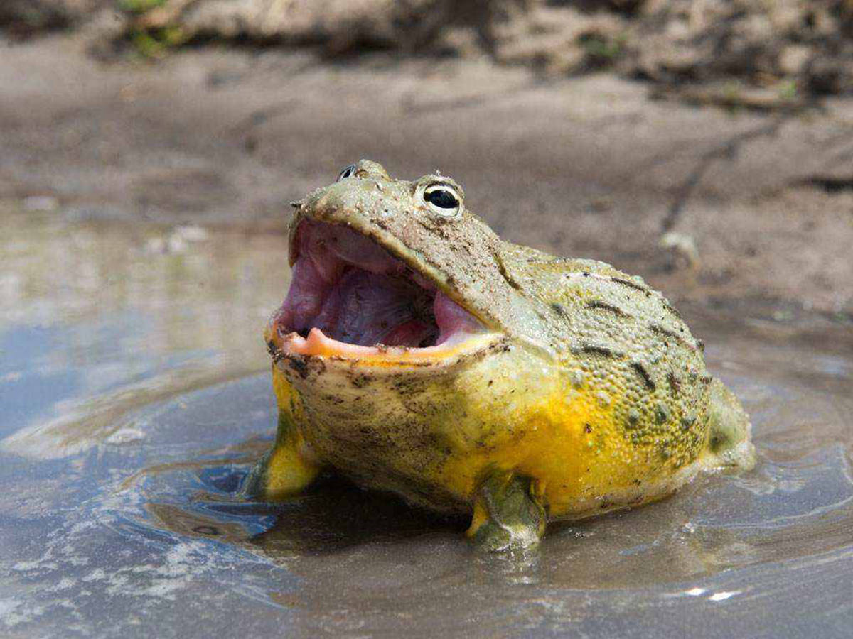 谁动了青蛙腿五年间美国出现大量畸形青蛙是环境污染所致