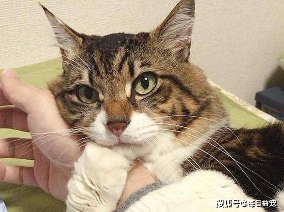 猫爱吃面包是怎么回事 bb53bd89a48044a084ed05f72a0959fe.jpeg