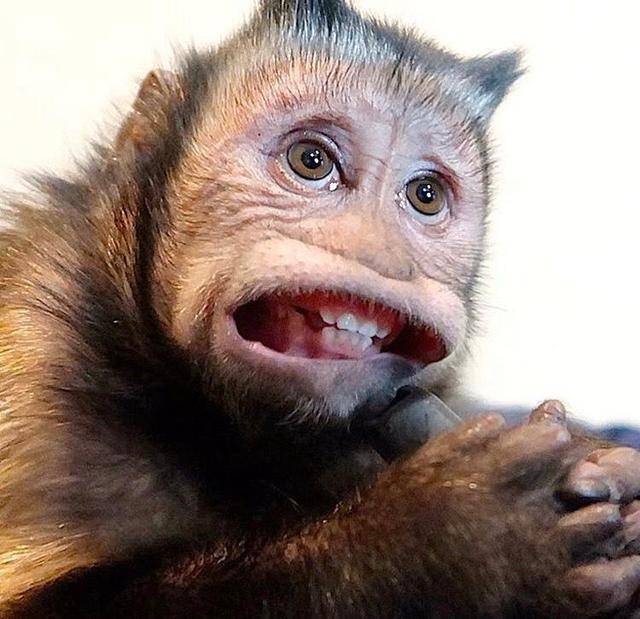 玃如与猴玃看起来似乎也不相似,山海经里说玃如长得像鹿,有四只角