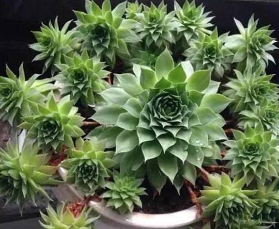 开花就死 的多肉真不少 看见花芽及时剪 不然立马死翘翘 进行 花苞 修剪