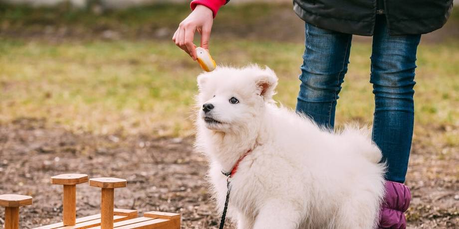 陌生人|最容易“被拐”的6种狗,一只鸡腿就搞定!