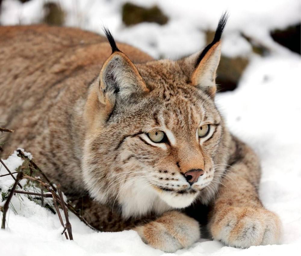 大兴安岭出现3只猞猁捕食时幼崽吓跑野兔只好挖出存粮吃