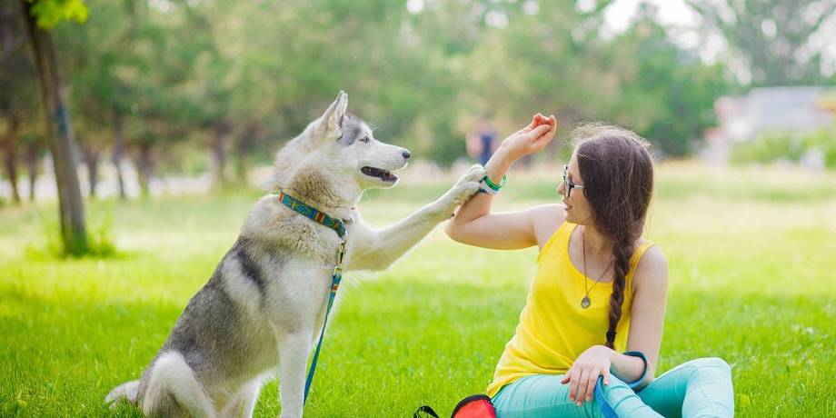 怎么看小狗狗聪不聪明呢 e417b2d90e0d43b18475d049c5476e2a.jpeg