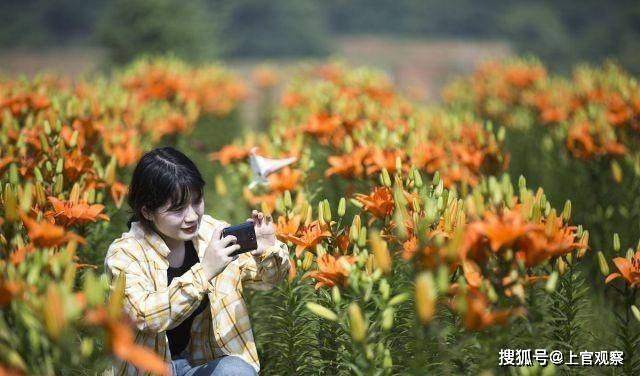 江西九江：鄱阳湖畔七彩百合花开吸引游人观赏