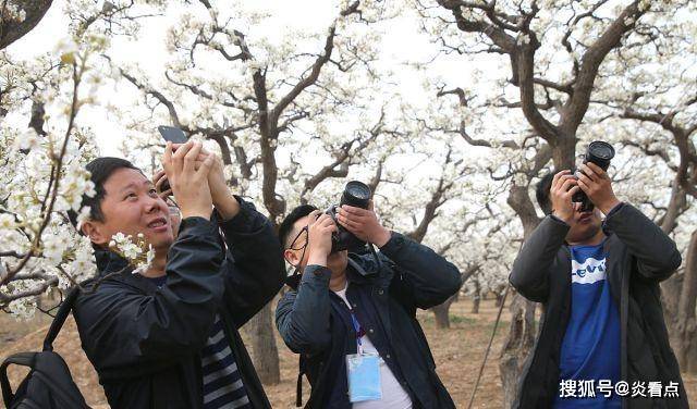山东滨州:阳信万亩梨花今日进入盛花期要看抓紧了_梨园_游客_温阳路