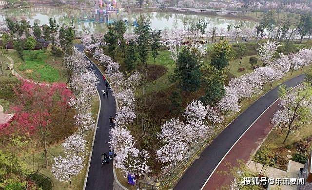 四川眉山:春日樱花烂漫引众多市民赏花_东新区_大道_博览园