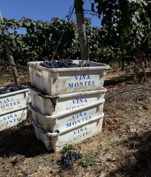 特级|注意,酒标上有这几个词,酒的质量通常不会太差!