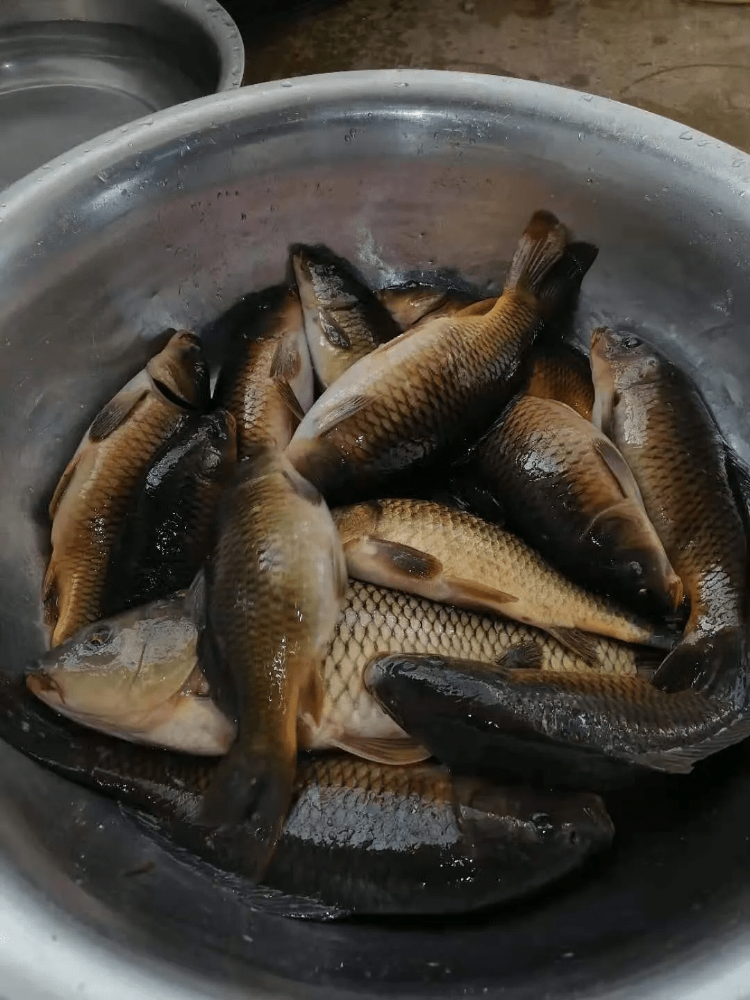 烤鱼|走湿地观鸟 逛古村落寻美食——北海乡春节的正确打开方式