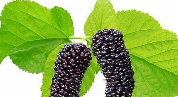 生桑葚的功效 1ce1424e7ed8434e864bb9e206fa2ad8.jpeg