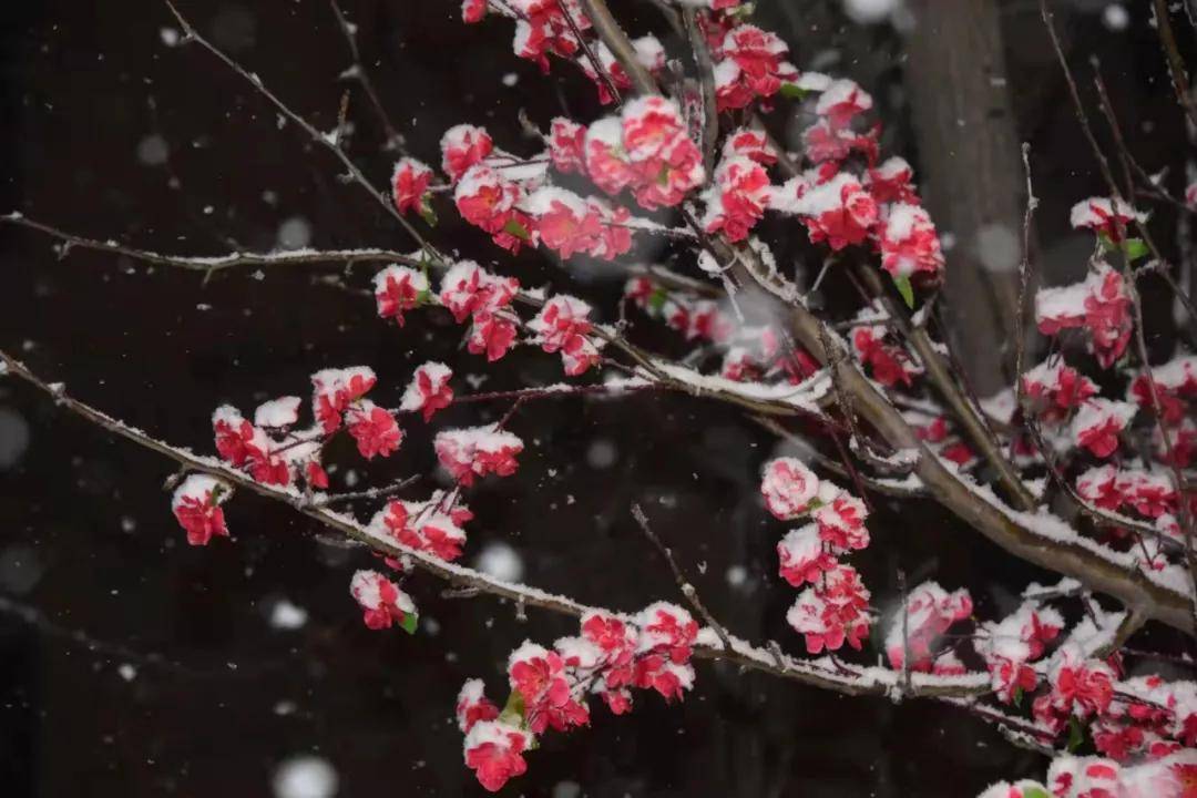 瑞雪|瑞雪踏春迎新年