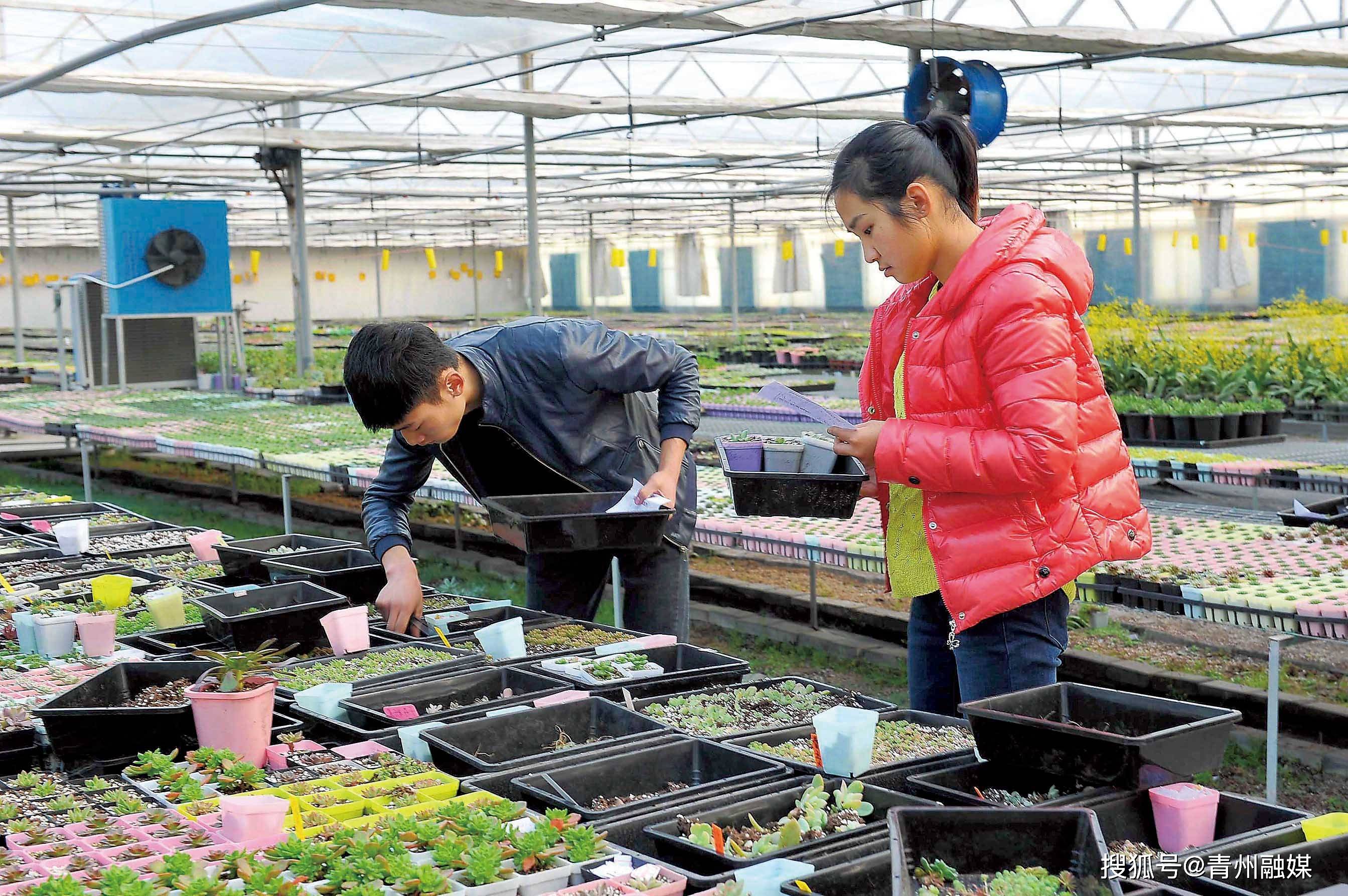 青州年宵花卉行情创历史最佳_产业_科技_种苗