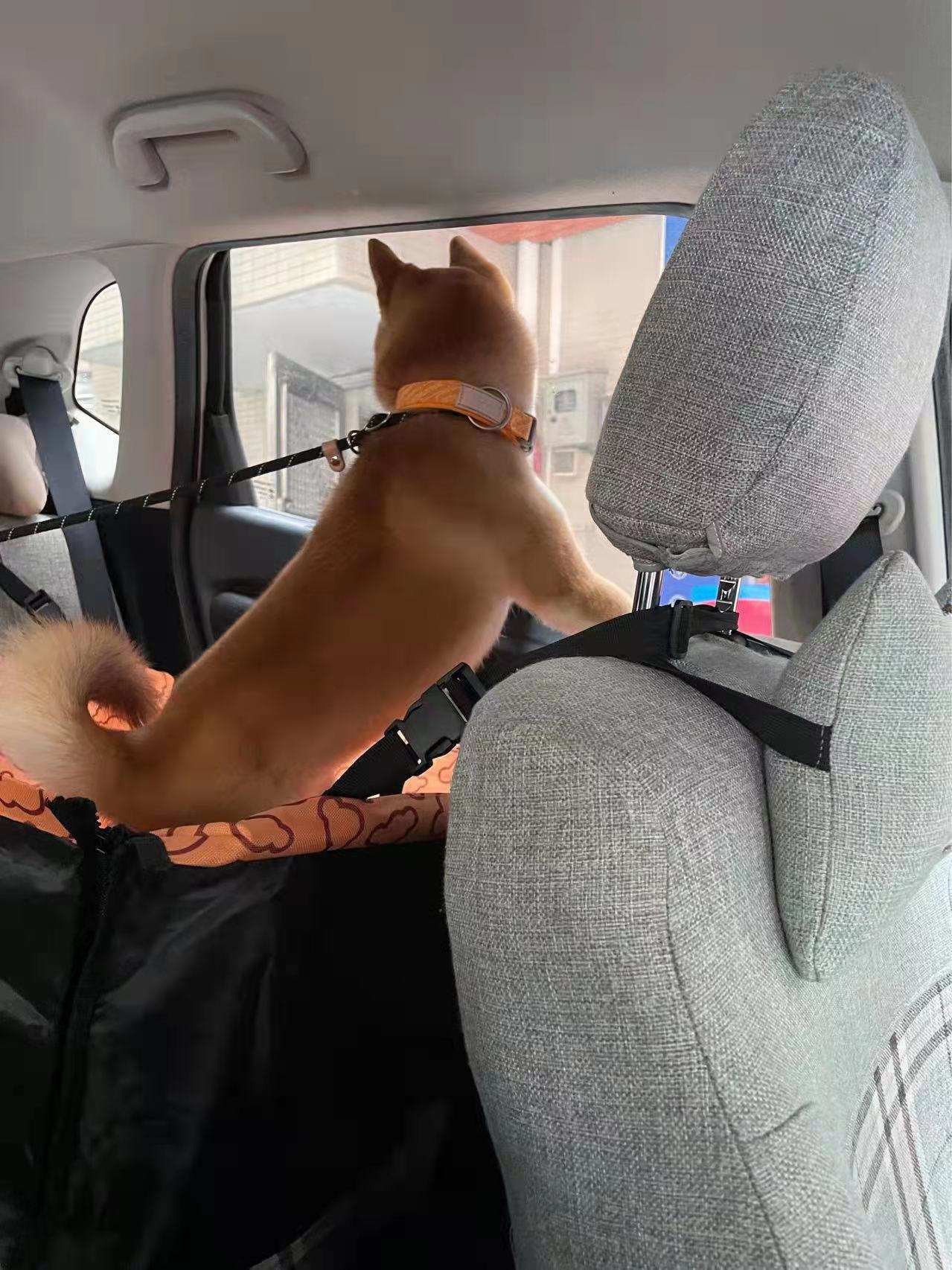 怎么教狗狗定点大小便室内 36b48dab5cfd4439831ea576af0bc832.jpeg