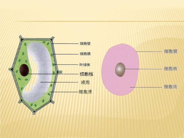 人身体里有多少个原子 87a2901e2d634c208fb38f0a0c99e53a.jpeg