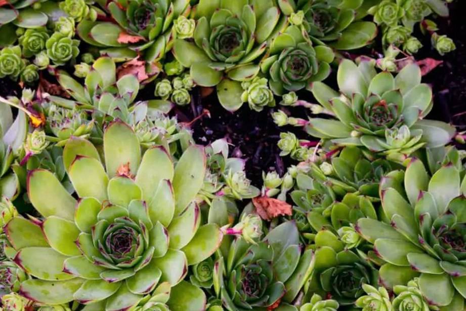 多肉叶插多久能发芽长出 4a16822ec2a5497caab0330b3d0f567a.jpeg