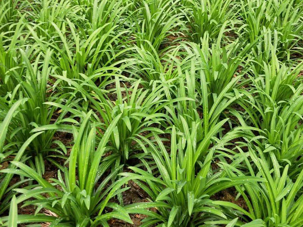 这种野韭似蒜非蒜似麦非麦无污染石缝中才有是上等山野菜