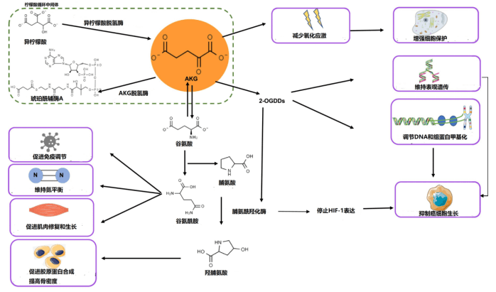 洛维|7个月年轻8岁？新加坡科学家破译百岁密码：关键就藏在人体内