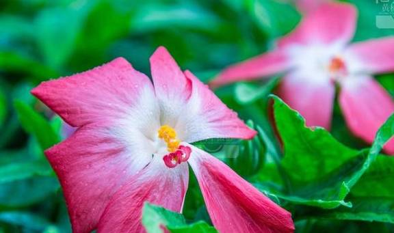 箭叶秋葵娇美盛开的花，观赏性强，雨中桃红色的花朵色彩绚丽