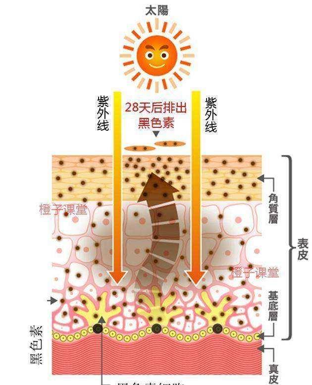 面部冬季是淡斑的黄金期，这样做，皮肤像剥壳的鸡蛋一样光洁白嫩