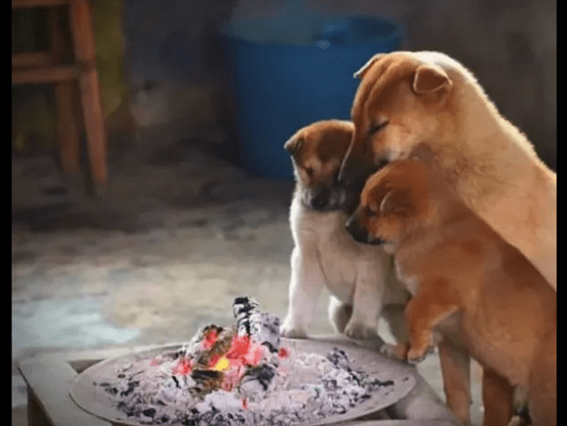 主人点了一堆炭火,狗狗们全部都围过来烤火,看这表情很享受呀!