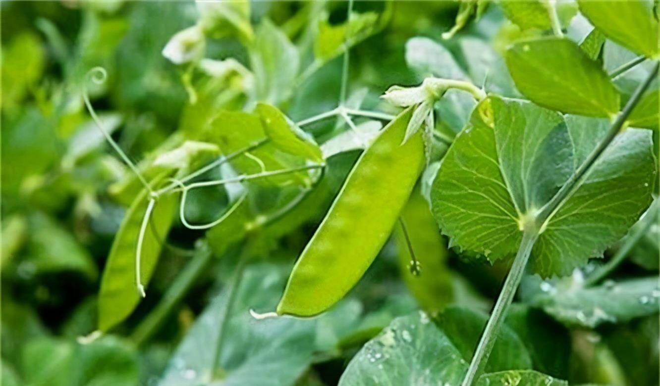 yy白豌豆有什么用，白豌豆的药用价值