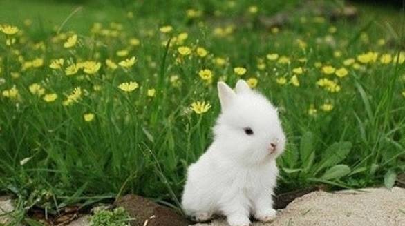 兔子不给抱怎么办