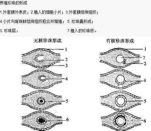 珍珠是怎么形成的原来这么神奇