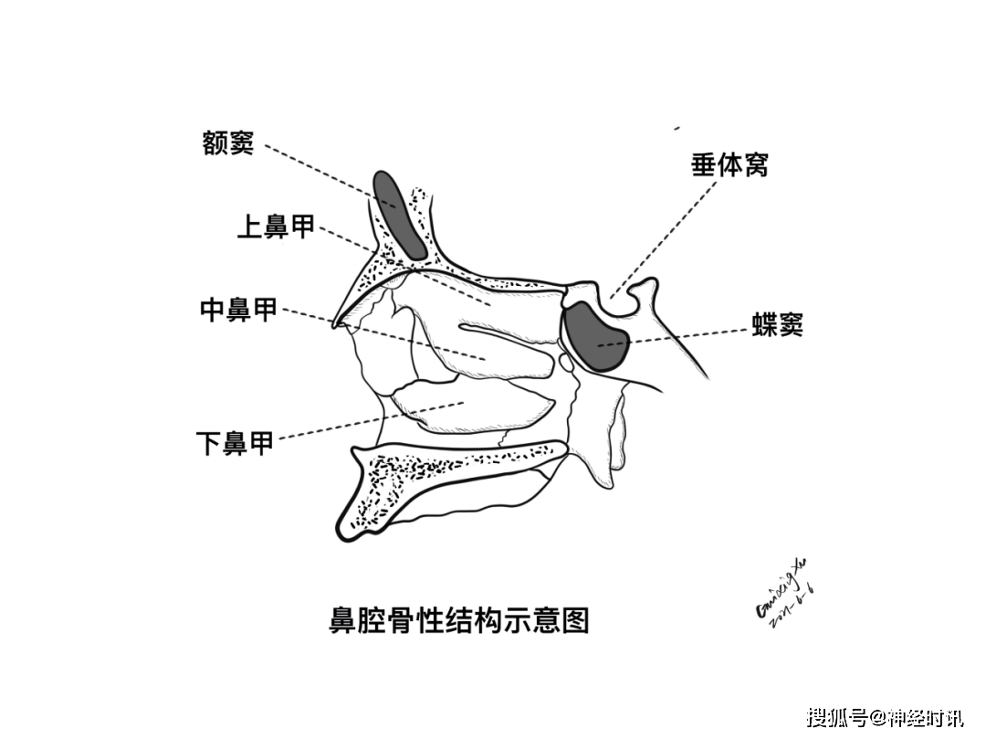 竇,垂體,下丘腦以及下丘腦與垂體的關係,視交叉,垂體與垂體柄的關係等