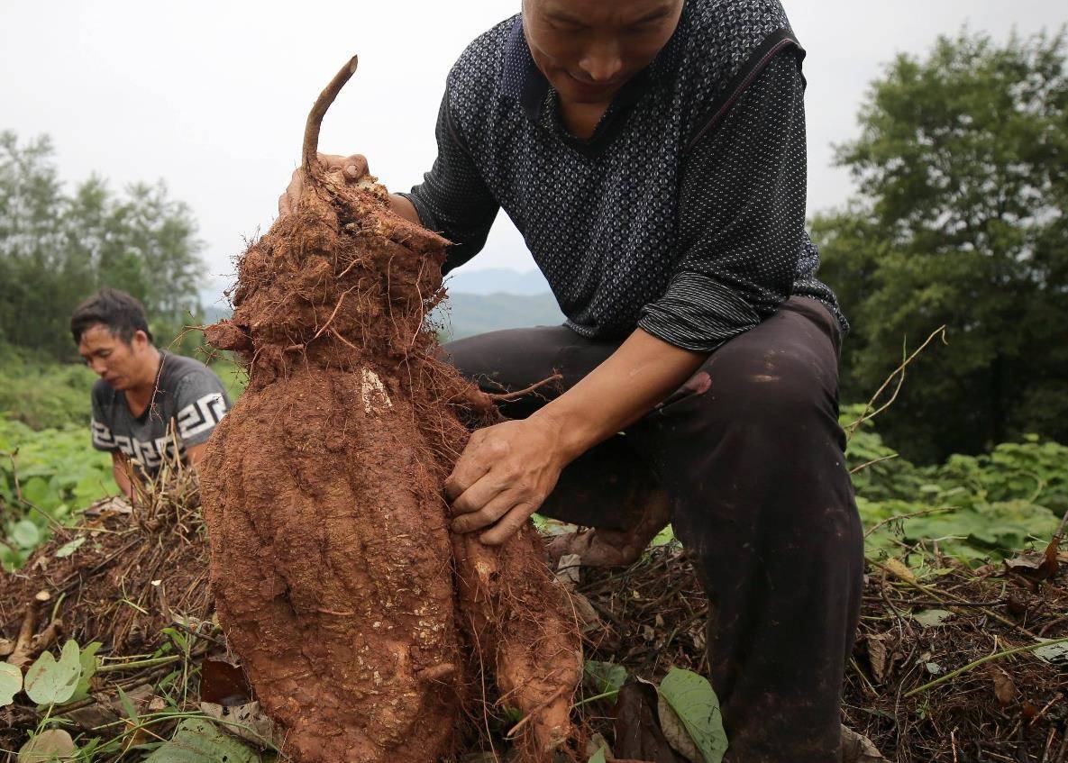 更年期更年期不想变“黄脸婆”，雌激素食物要多吃，卵巢衰老慢人年轻了