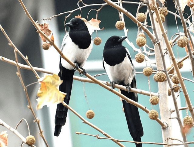 俩鸟是什么成语_不接是什么成语