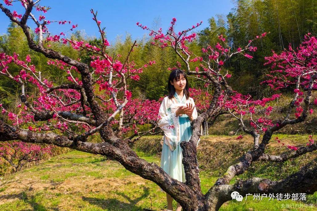 河源连平桃花图片